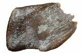 Rare Sauropod (Jobaria) Tooth - Niger #241054-1